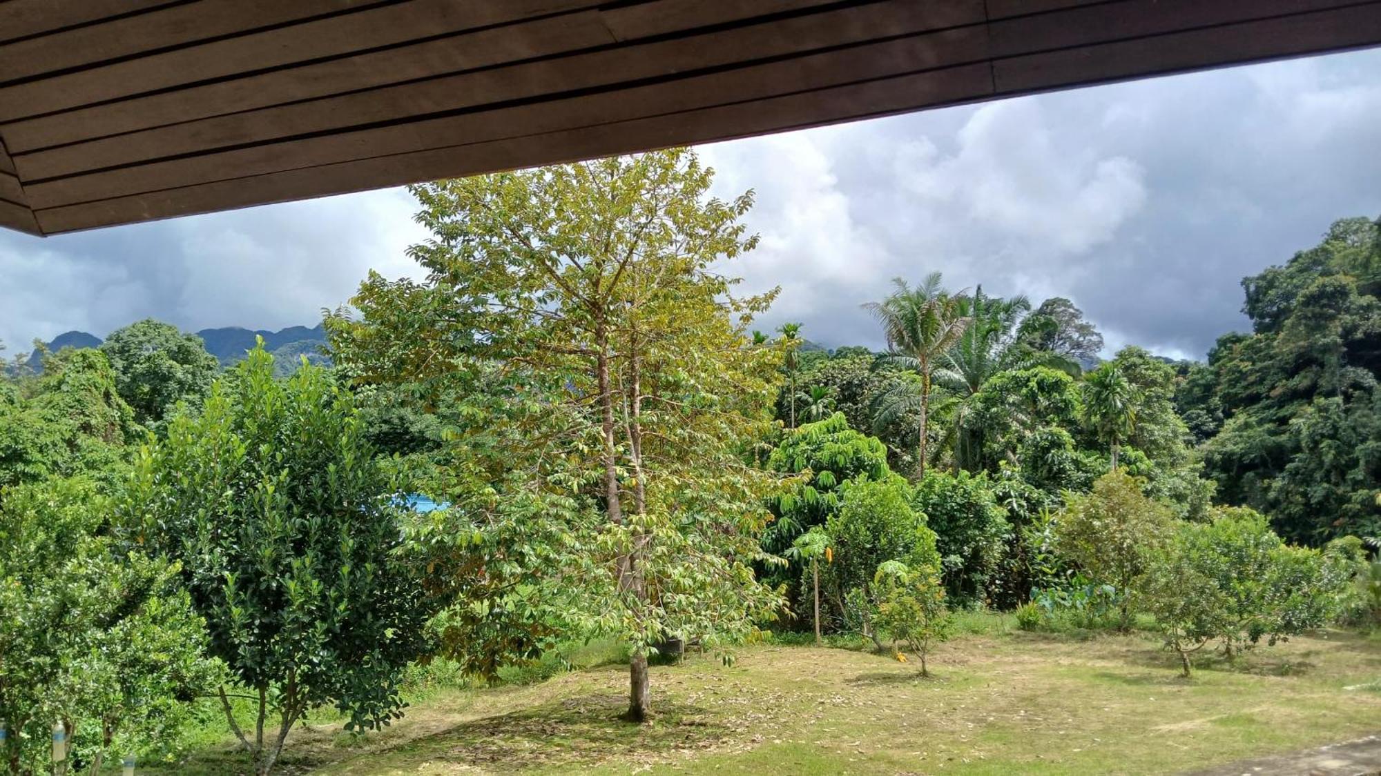 Mulu Tribal Homestay ภายนอก รูปภาพ